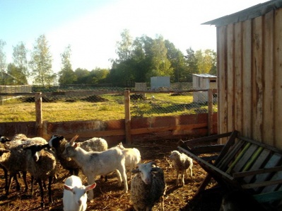 Семья Рамазановых